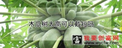 木瓜树太高可以截短吗