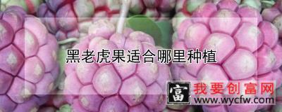 黑老虎果适合哪里种植