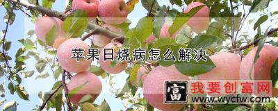 苹果日烧病怎么解决