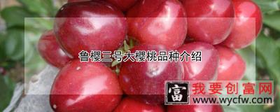 鲁樱三号大樱桃品种介绍