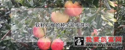 软籽石榴的种子能发芽吗