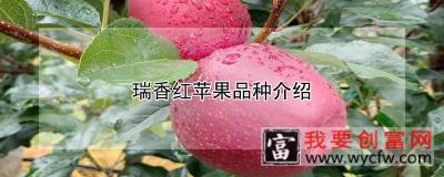 瑞香红苹果品种介绍