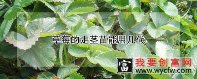 草莓的走茎苗能用几代