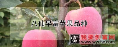 八仙早富苹果品种