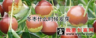 冬枣什么时候发芽