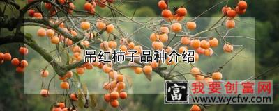 吊红柿子品种介绍