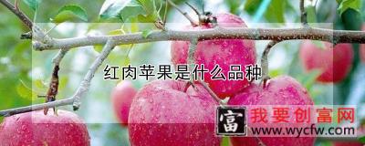 红肉苹果是什么品种