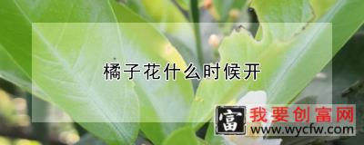 橘子花什么时候开