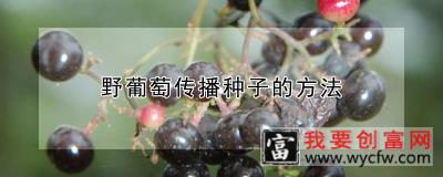 野葡萄传播种子的方法