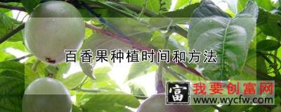百香果种植时间和方法