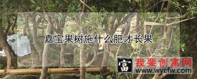 嘉宝果树施什么肥才长果