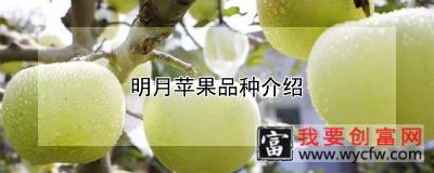 明月苹果品种介绍