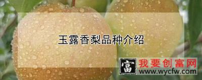 玉露香梨品种介绍