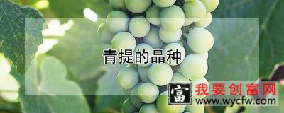 青提的品种