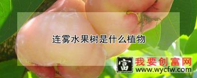 连雾水果树是什么植物