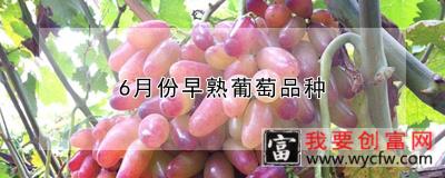 6月份早熟葡萄品种