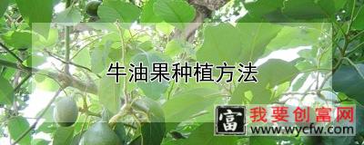 牛油果种植方法