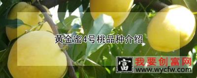 黄金蜜4号桃品种介绍