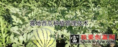 露地西瓜种植管理技术