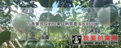 百香果开花到结果成熟需要多长时间