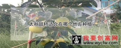 太秋甜柿适合在哪个地方种植