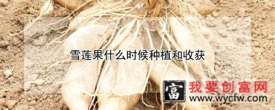 雪莲果什么时候种植和收获