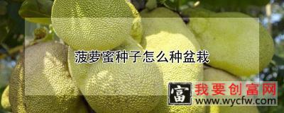 菠萝蜜种子怎么种盆栽