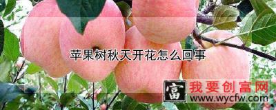 苹果树秋天开花怎么回事