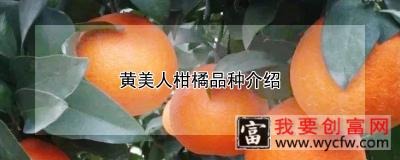 黄美人柑橘品种介绍