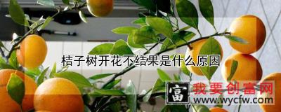 桔子树开花不结果是什么原因