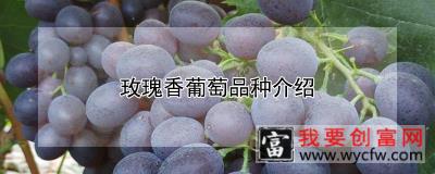 玫瑰香葡萄品种介绍