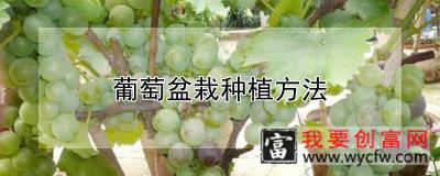 葡萄盆栽种植方法