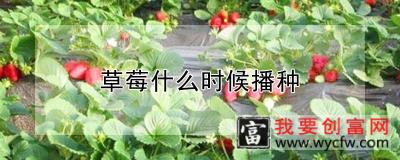 草莓什么时候播种