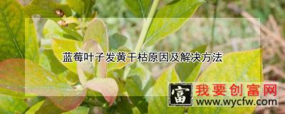 蓝莓叶子发黄干枯原因及解决方法