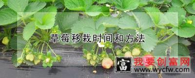 草莓移栽时间和方法