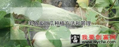 羊角蜜甜瓜<a href=https://www.wycfw.com/e/tags/?tagid=232 target=_blank class=infotextkey>种植方法</a>和管理