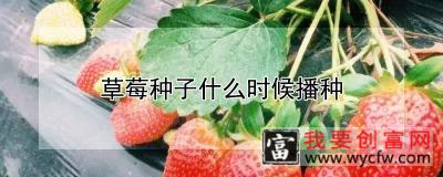 草莓种子什么时候播种