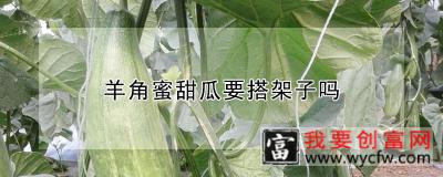 羊角蜜甜瓜要搭架子吗