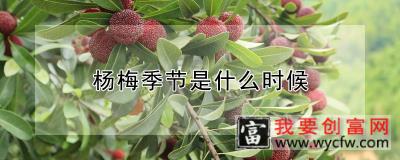 杨梅季节是什么时候