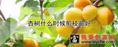 杏树什么时候剪枝最好