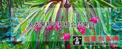 火龙果种子种植会结果吗