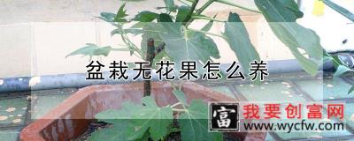 盆栽无花果怎么养