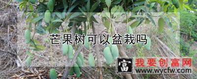 芒果树可以盆栽吗