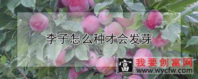 李子怎么种才会发芽