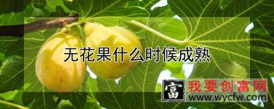 无花果什么时候成熟