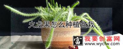 火龙果怎么种植盆栽