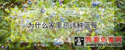 为什么家里忌讳种蓝莓