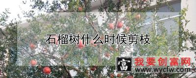 石榴树什么时候剪枝