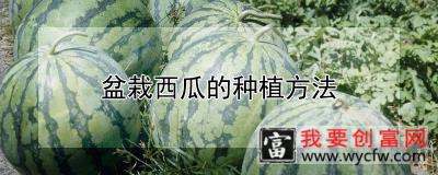 盆栽西瓜的种植方法