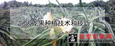 火龙果种植技术和技巧